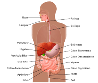 Ilustración de la anatomía del aparato digestivo, adulto